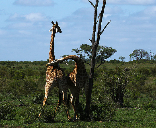 At Sabi Sand