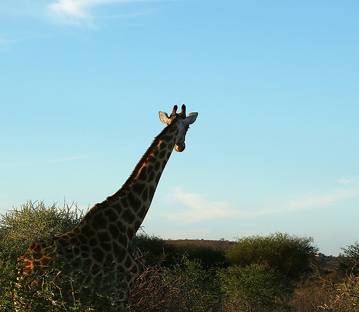 At Madikwe game reserve