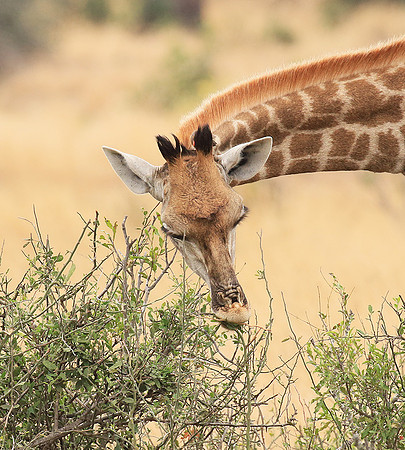 At Kruger NP