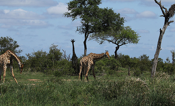At Sabi Sand