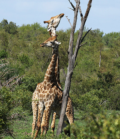 At Sabi Sand