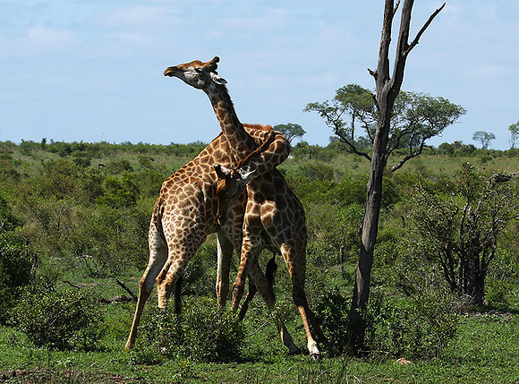 At Sabi Sand