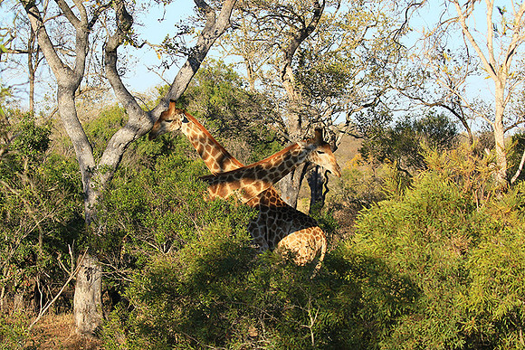 At Timbavati game reserve