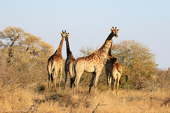 At Timbavati game reserve