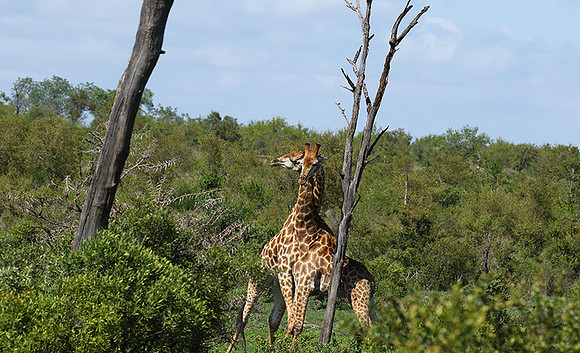 At Sabi Sand