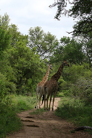 Giraffes Soudan - Mala Mala