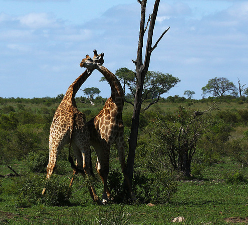 At Sabi Sand