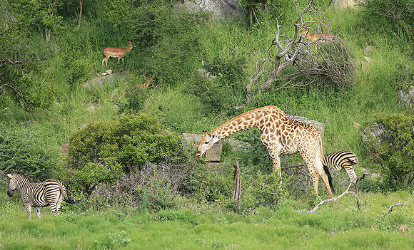 At Londolozi