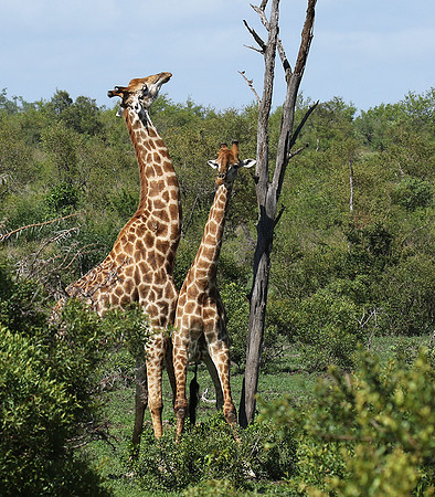 At Sabi Sand