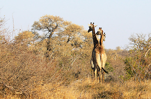 At Timbavati game reserve