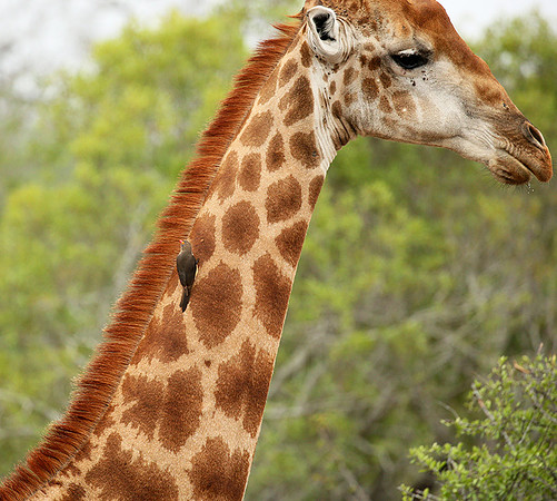 At Mala Mala game reserve