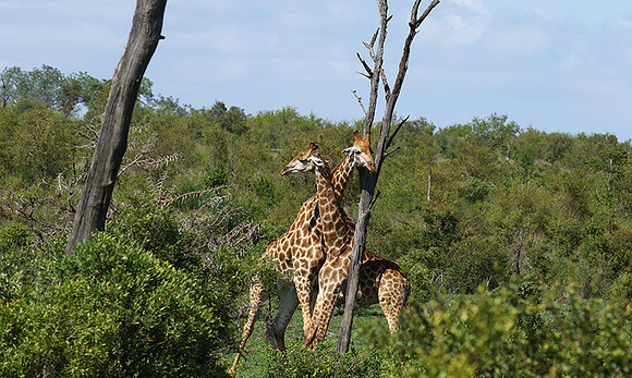 At Sabi Sand