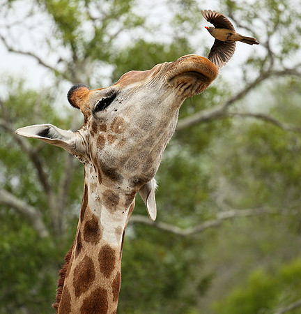 At Mala Mala game reserve