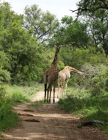 Giraffes Soudan - Mala Mala