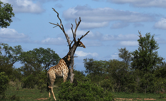 At Sabi Sand