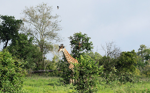 At Londolozi