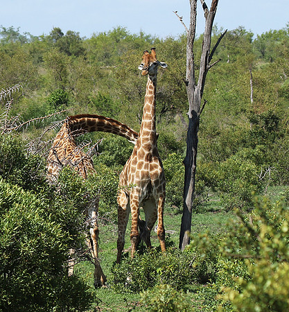 At Sabi Sand