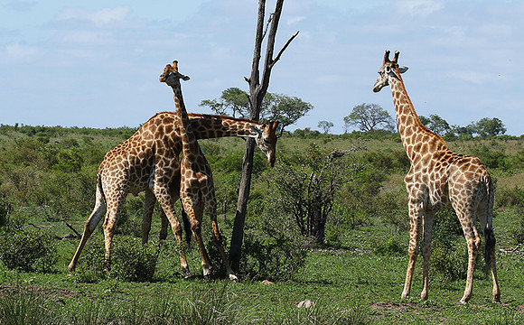At Sabi Sand