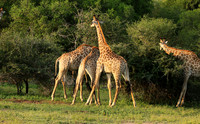 At Lion Sands