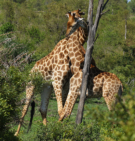 At Sabi Sand