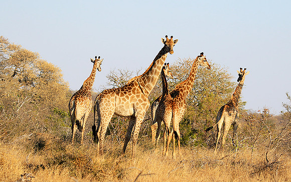 At Timbavati game reserve