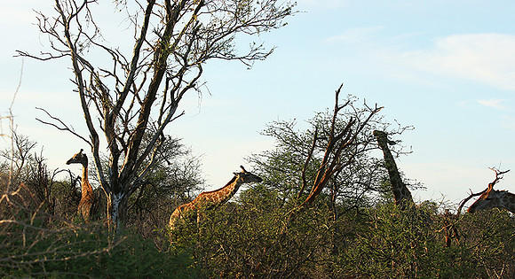 At Madikwe game reserve