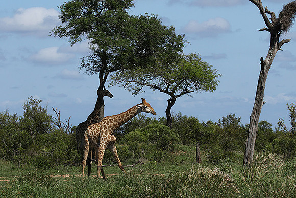At Sabi Sand