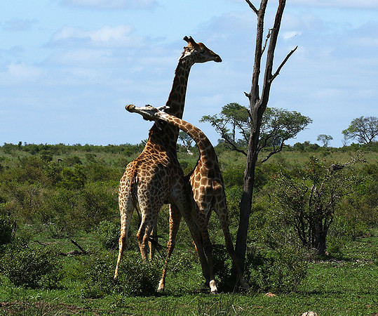 At Sabi Sand