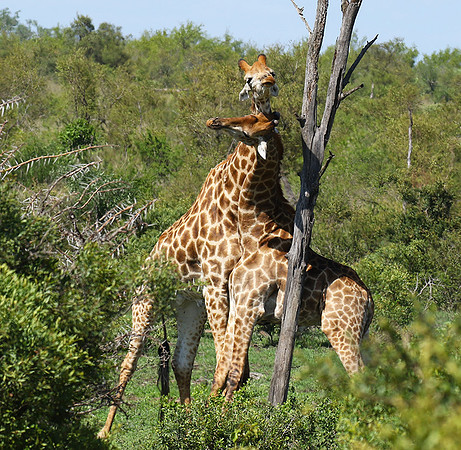 At Sabi Sand
