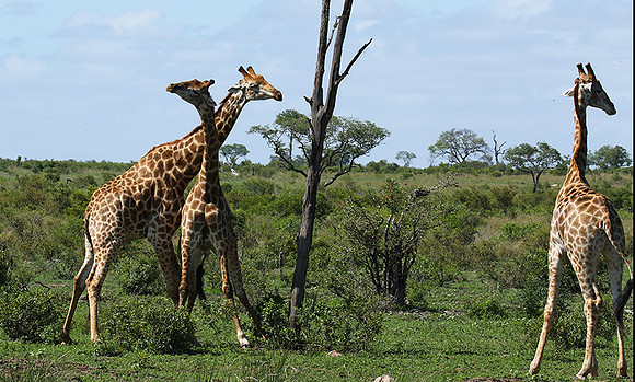 At Sabi Sand