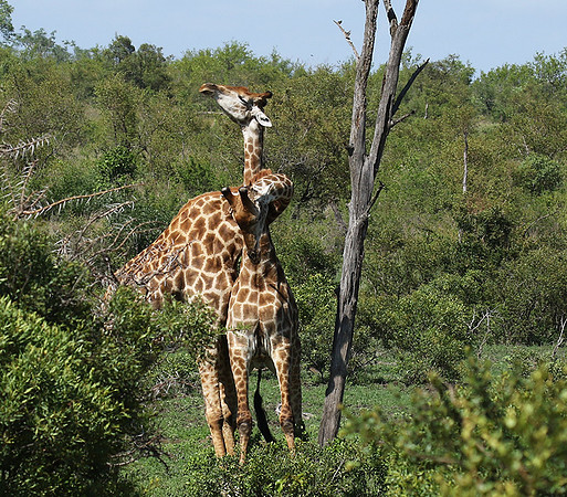 At Sabi Sand