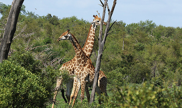 At Sabi Sand