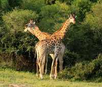 At Lion Sands