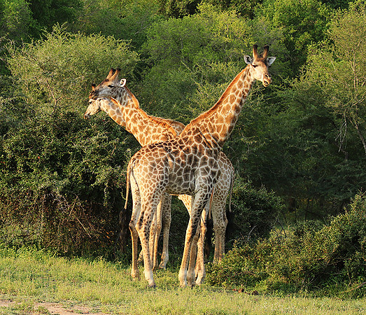 At Lion Sands