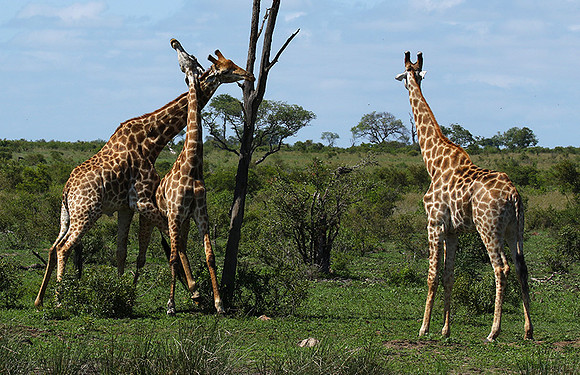 At Sabi Sand