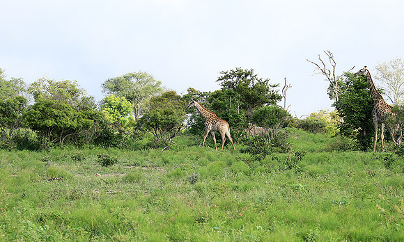 At Londolozi