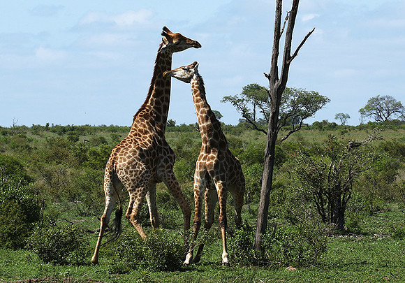 At Sabi Sand