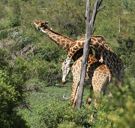 At Sabi Sand