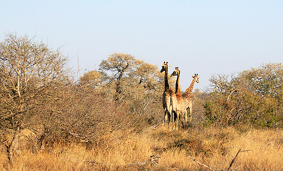 At Timbavati game reserve