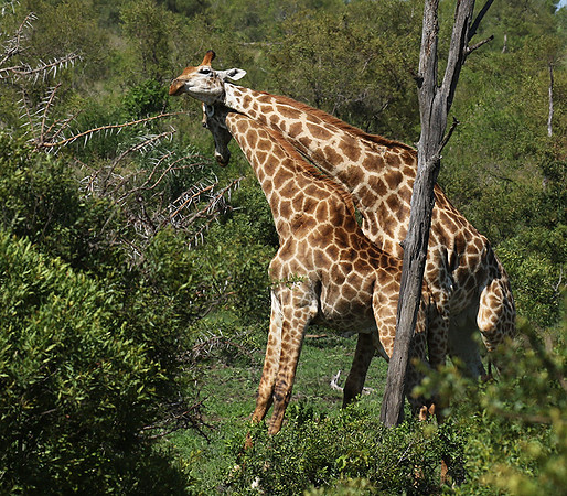 At Sabi Sand