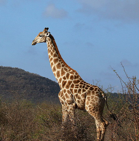 At Madikwe game reserve