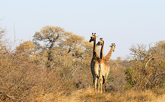 At Timbavati game reserve