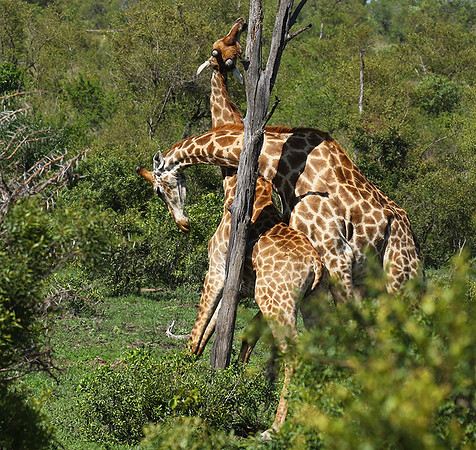 At Sabi Sand