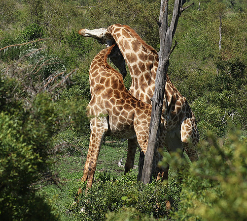 At Sabi Sand