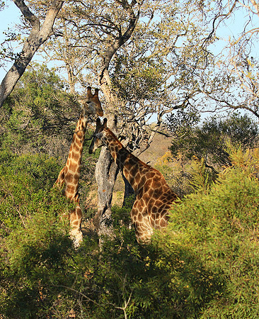 At Timbavati game reserve