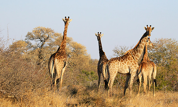 At Timbavati game reserve