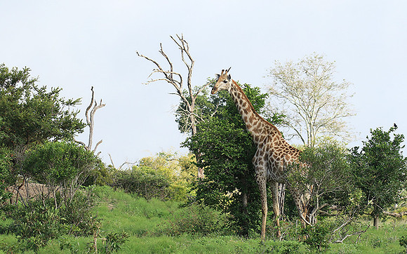 At Londolozi