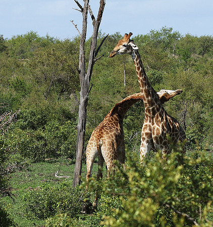 At Sabi Sand