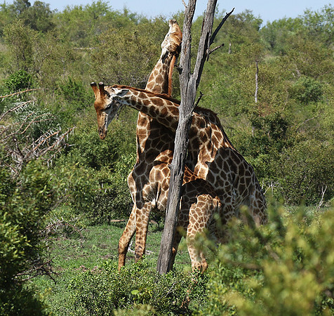 At Sabi Sand