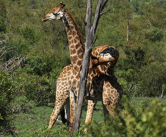 At Sabi Sand